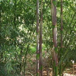 Bambou Phyllostachys decora